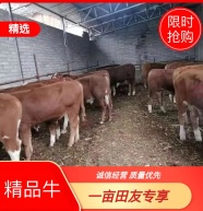 [西门塔尔牛批发]四门塔尔四代育肥公牛保质保量,量大从优,欢迎在线