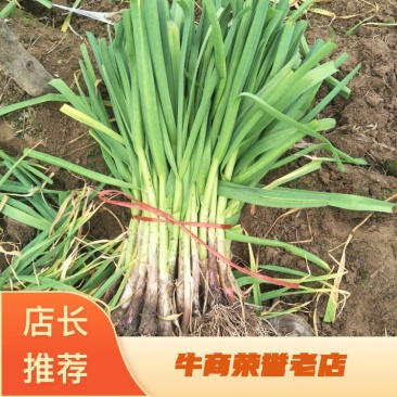 中牟早熟大棚红根精品蒜苗，质量好价格合适，欢迎订购。