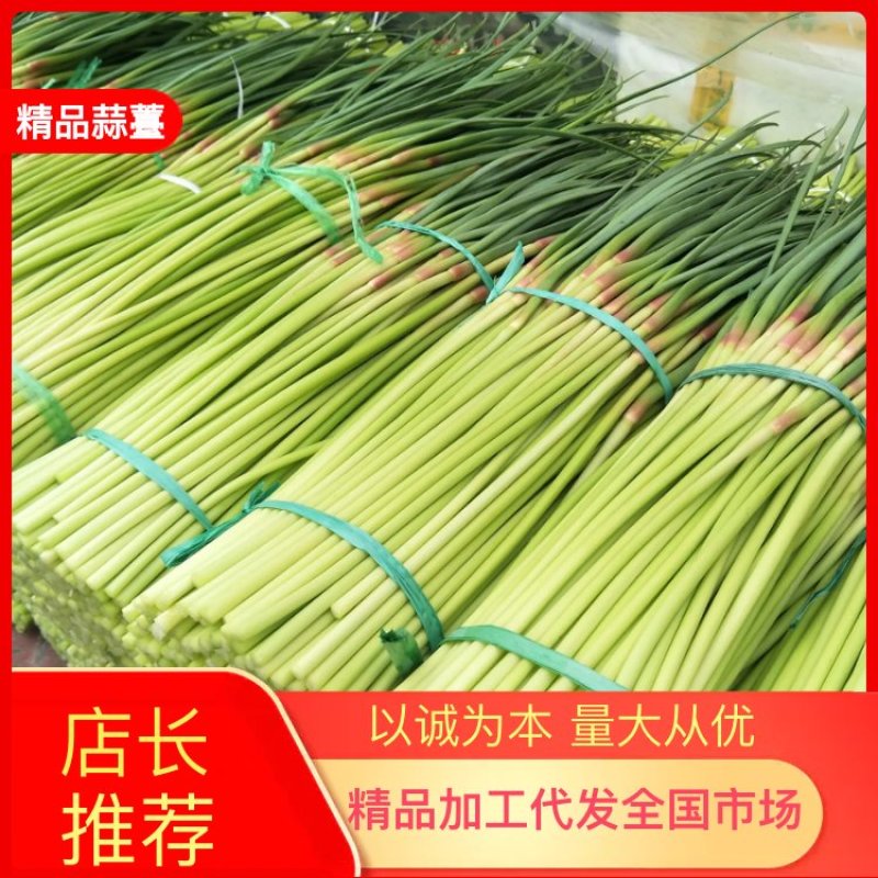 蒜薹中牟红帽蒜薹协助找车支持快运以诚为本量大从优