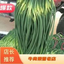 【荐】蒜薹河北蒜薹精品蒜薹价格亲民品质保障产地货源热卖中