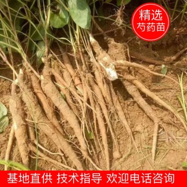 赤芍苗，芍药苗，基地直销，一手货源，品质有保证，量大从优