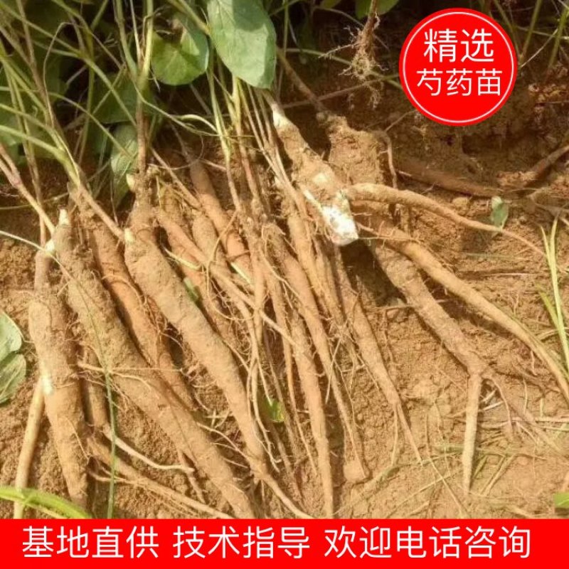 赤芍苗，芍药苗，基地直销，一手货源，品质有保证，量大从优