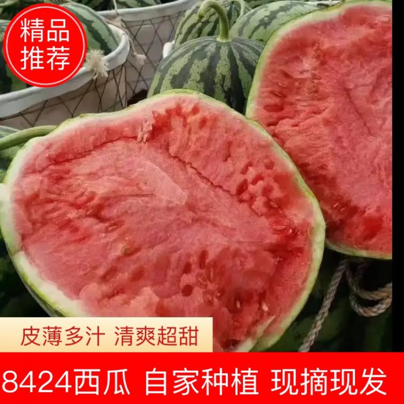 【牛商推荐】大棚8424西瓜万亩基地质量保证代发全国