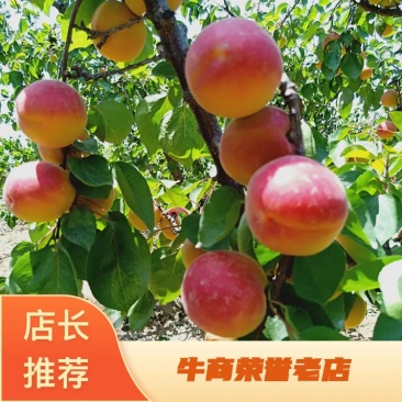丰园红杏陕西杏丰园红杏产地直供大荔县丰园红杏批发价格