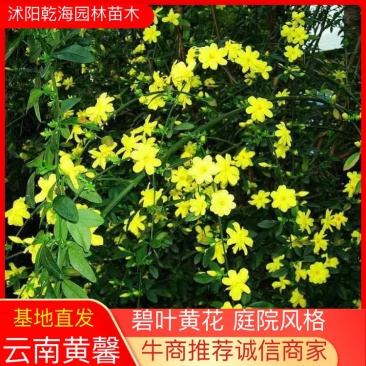 基地供应迎春花苗野迎春庭院工程绿化大量供应