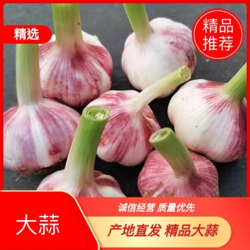 精品：新鲜大蒜产地直发全国发货保质保量货源充足