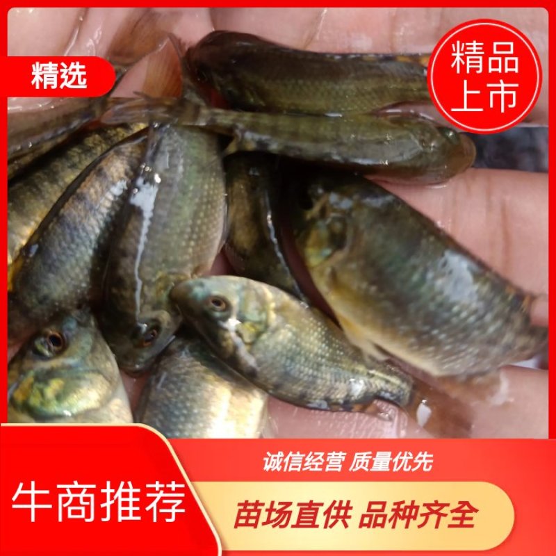 新吉富罗非鱼苗，脆肉罗非鱼苗，海南一号罗非鱼苗
