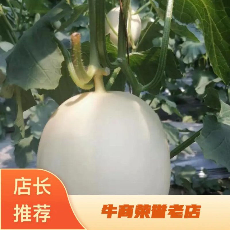 东方蜜甜瓜。白皮红肉甜瓜，大量上市，品相好，价格优