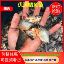 【推荐】淡水白鲳鱼苗红鲳鱼苗鱼苗活体全国包邮包活