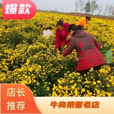 店长推荐精品婺源皇菊自产自销质量保证产地现货量大从优欢迎
