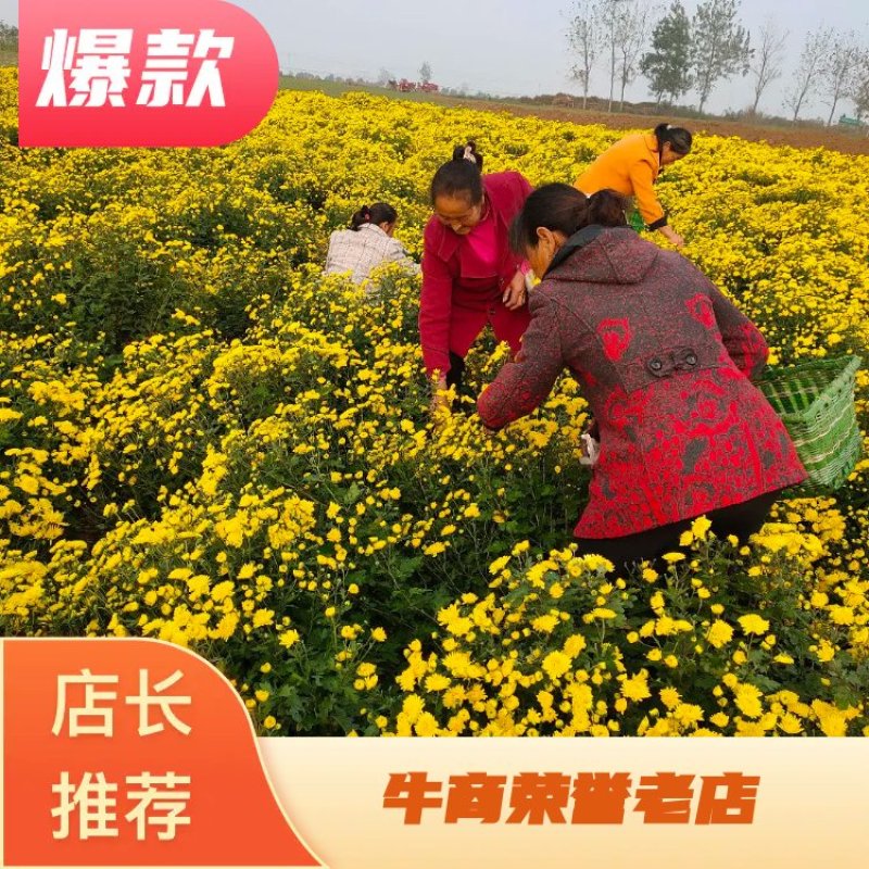 店长推荐精品婺源皇菊自产自销质量保证产地现货量大从优欢迎