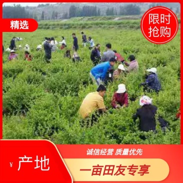 湖北金银花各种品类齐全新季上市产地直销一手货源批发销售