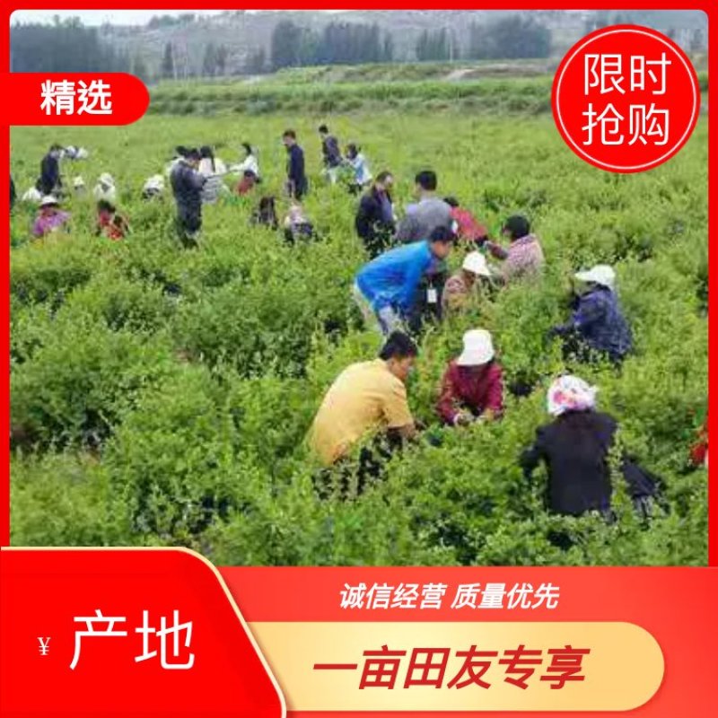 湖北金银花各种品类齐全新季上市产地直销一手货源批发销售