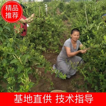 精品2021新季金银花一手货源品种齐全基地批发量大从优