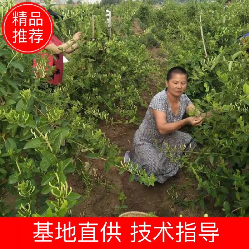 精品2021新季金银花一手货源品种齐全基地批发量大从优