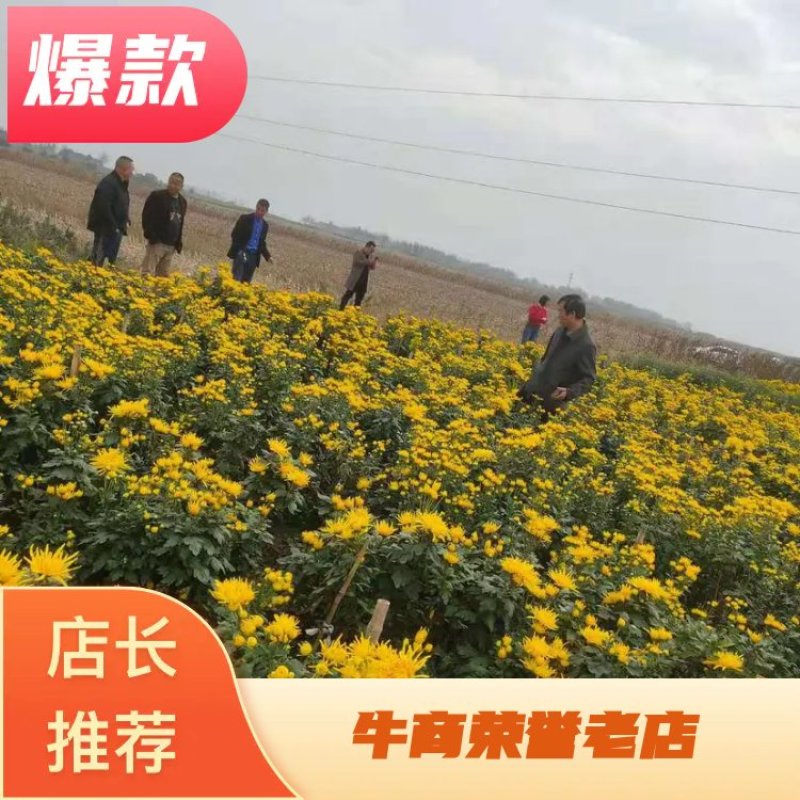 精品金丝皇菊礼盒装井冈山特产产地直发价格便宜质量保证