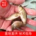 良种建鲤鱼苗，苗场直供，技术指导，量大价优包送货到塘口。