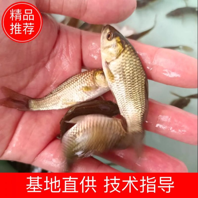 良种建鲤鱼苗，苗场直供，技术指导，量大价优包送货到塘口。