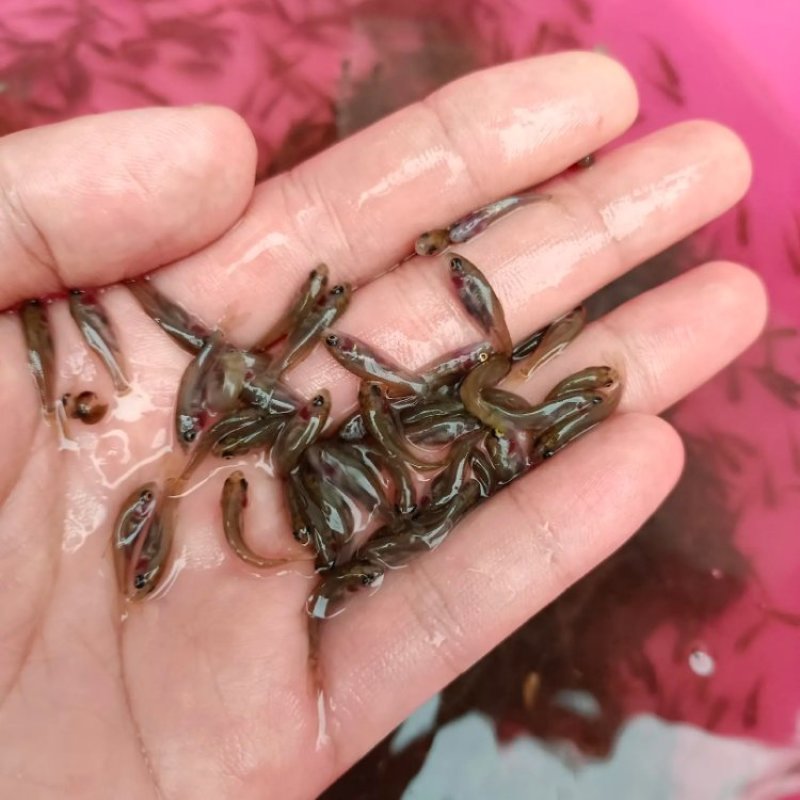 禾花鲤鱼苗，生长快，产量高，抗病毒强，养殖苗场直供。。。