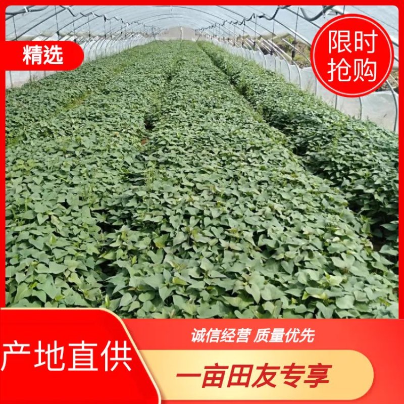 出售紫薯苗，紫罗兰，保证质量纯度