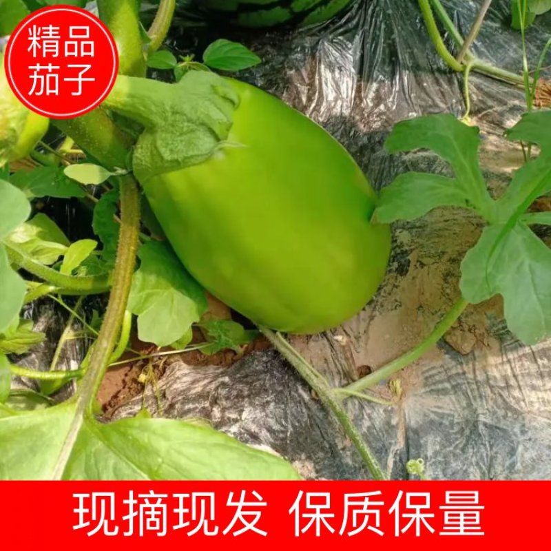【茄子】青茄大量上市基地直供损坏包赔量大从优