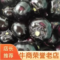青州紫光圆茄降价海量上市，欢迎来电详询，质优价廉
