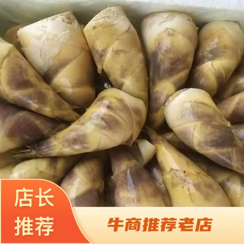 福建漳州马蹄笋竹笋产地直供大量上市保质保量全国发