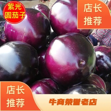 精品紫光圆茄子基地货河南焦作博爱县大量上市质量好有保障