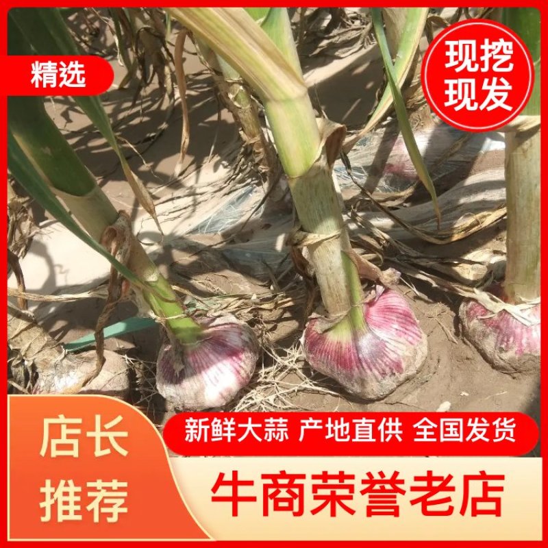 河南中牟把子蒜。红皮带苗。各大体红。保证质量，保证数量。