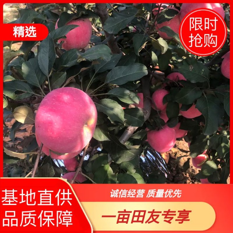 河北唐山乐亭红富士苹果，产地果园直供，可视频看货