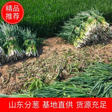 亅山东分葱脱水分葱朵葱基地种植，货源充足基地发货一手货源