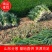 亅山东分葱脱水分葱朵葱基地种植，货源充足基地发货一手货源
