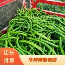 现摘小辣椒，精品二荆条，条型顺直，颜色油绿，欢迎订单
