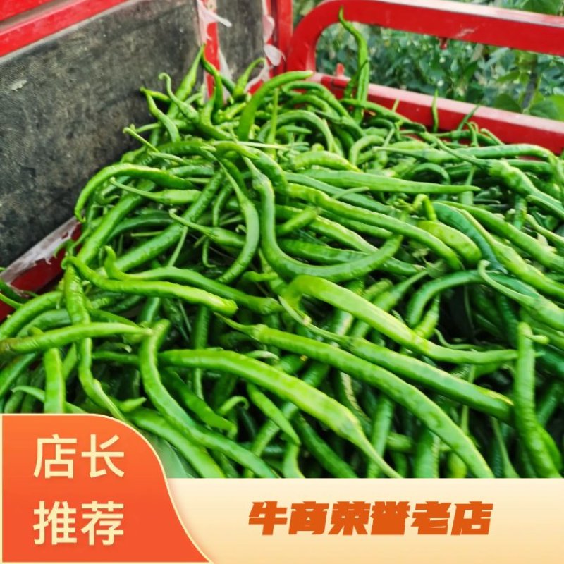 现摘小辣椒，精品二荆条，条型顺直，颜色油绿，欢迎订单
