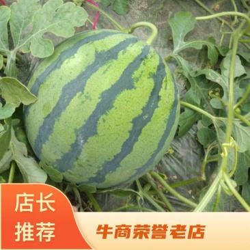 江苏嘉年华西瓜大量供应基地直发对接商超市场欢迎电话联系