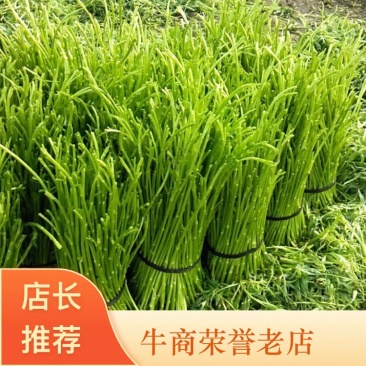 芦蒿，藜蒿，又名蒌蒿、芦蒿、柳蒿、菊科蒿