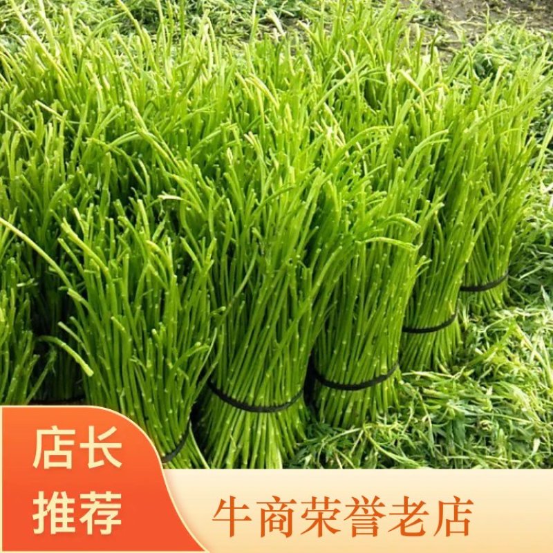 芦蒿，藜蒿，又名蒌蒿、芦蒿、柳蒿、菊科蒿