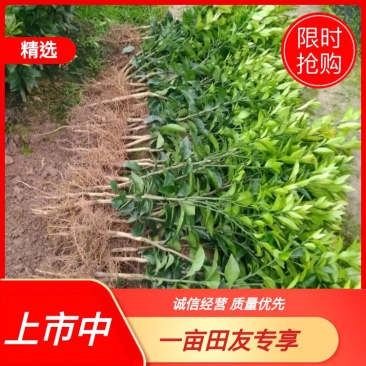 沃柑苗，沃柑杯苗，091沃柑苗，质量保证，成活率高