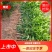 沃柑苗，沃柑杯苗，091沃柑苗，质量保证，成活率高