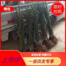 景秀黄桃嫁接苗，假一赔十货量充足