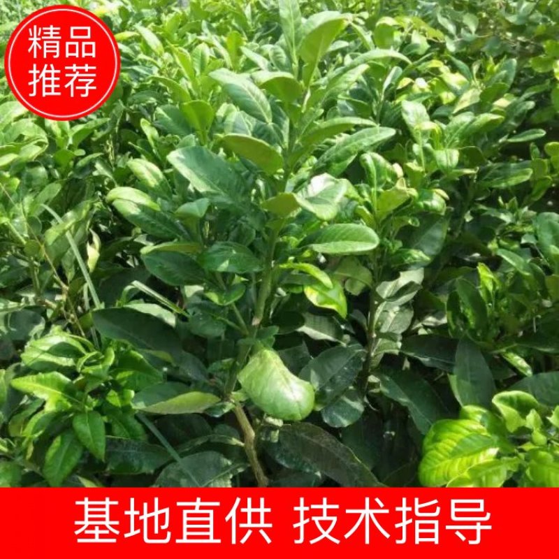药用枳壳苗枳壳臭橙嫁接苗，江西商州臭橙苗。