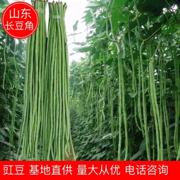 山东莘县董杜庄镇蔬菜基地长豆角豇豆大量上市