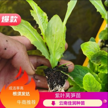 紫叶莴笋苗，一级苗，基地直供，抗病强，根须发达，成活率高