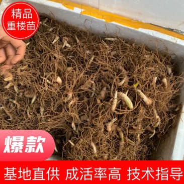重楼种苗七叶一枝花苗滇重楼华重楼种苗