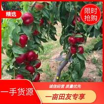 【热销】红宝石油潘桃苗，小树型，丰产5月20号成熟