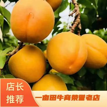 大荔县金太阳杏，产地直发，大量上市，欢迎各位前来采购！！