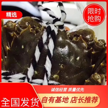 【正宗】李小多阳澄湖镇大闸蟹基地全国批发包邮招代理经销商