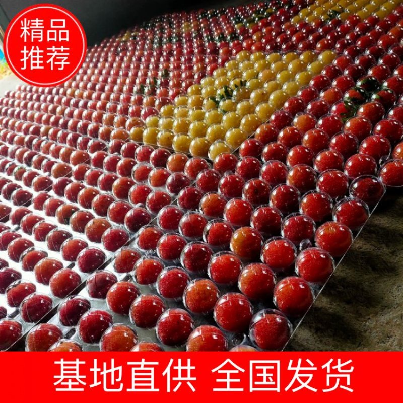 上虞二都白杨梅，色美，味甜，个大，爽口……