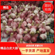 扒皮蒜净蒜大量供应市场商超电商平台欢迎全国客商