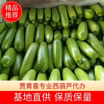 精品油绿西葫，产地直供，一手货源，质量超好，长期供应。